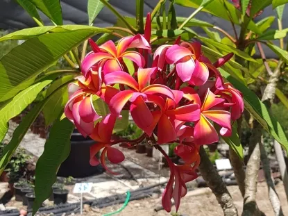 פלומריה "טדי וילדר" בשקית 25  ליטר